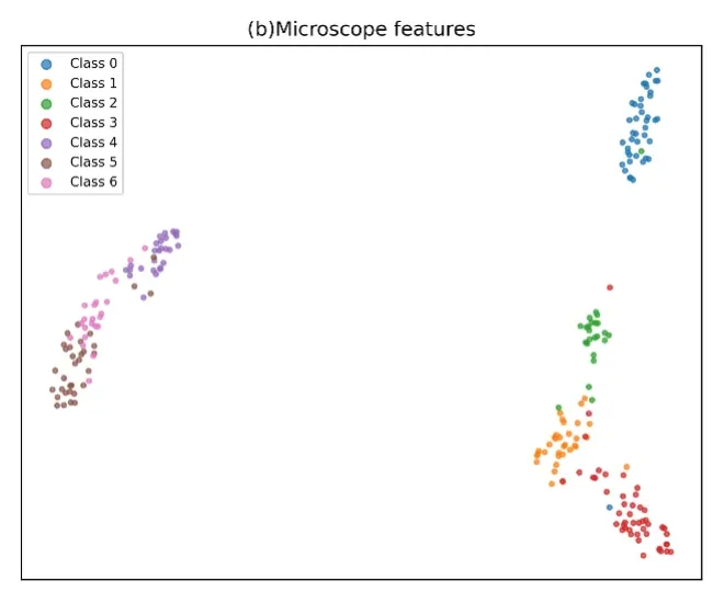 t-SNE projection of microscopy-image features, showing the same seven species forming distinct clusters